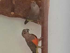 Rotbauchpapageien ! Bild 2