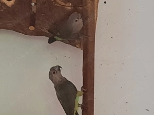 Rotbauchpapageien ! Bild 3