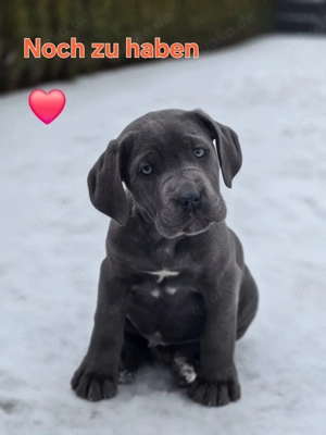 Letzte Cane Corso Weibchen 