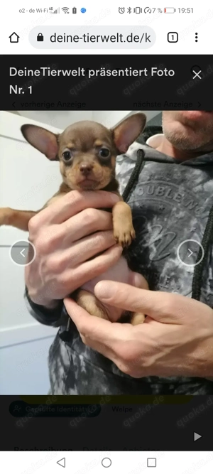 Russische mini toy Terrier 