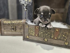 Chihuahua Welpen reinrassig blue und lilac 