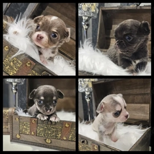 Chihuahua Welpen reinrassig blue und lilac 