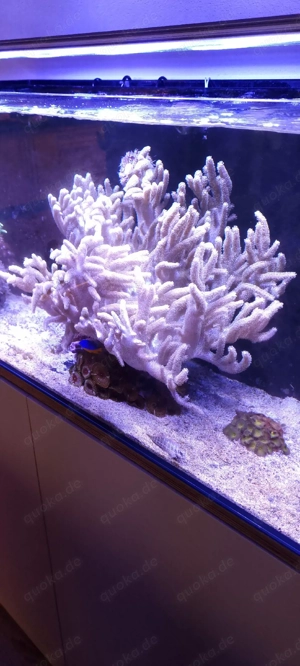 sehr große Weichkoralle 