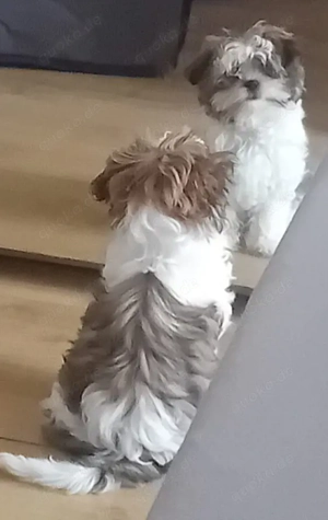 bolonka-shihtzu mix welpin-17 wochen in liebevolle hände zu geben