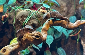 PAAR Rotaugenbuschkrokodil 1.1