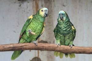 Blaustirnamazonen Paar sucht ein Zuhause