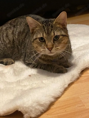 Milo sucht sein für immer zuhause 