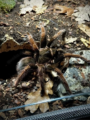 sericopelma chiriqui 0.1 Vogelspinne