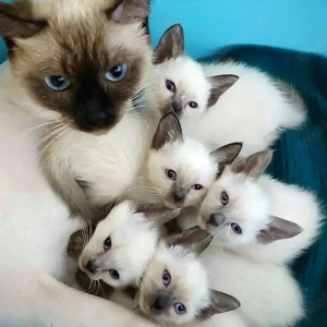 Wunderschöne Siamkatzenbabys ab dem 01.03.26 verfügbar     