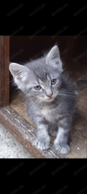 BKH Mischling Abzugeben