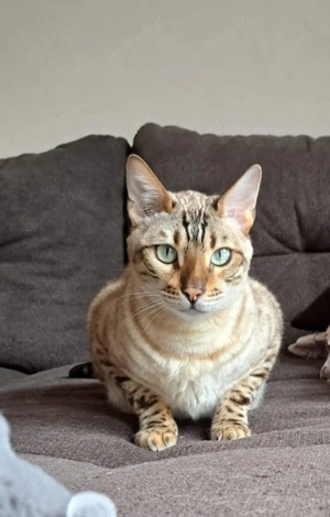 Bengalkatze und Siamkatze 2 Jahre suchen schönes Zuhause Bild 5