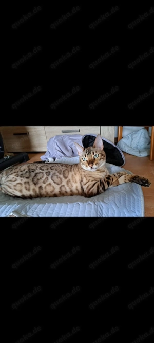 Bengalkater 2 Jahre sucht neues Zuhause, evtl mit Siamkatze