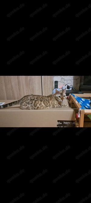 Bengalkatze und Siamkatze 2 Jahre suchen schönes Zuhause Bild 3