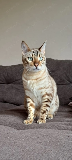 Bengalkatze und Siamkatze 2 Jahre suchen schönes Zuhause Bild 4