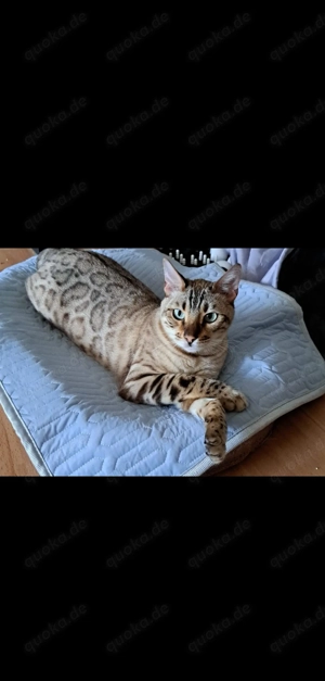 Bengalkatze und Siamkatze 2 Jahre suchen schönes Zuhause Bild 2
