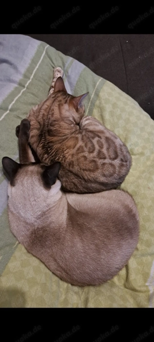 Bengalkatze und Siamkatze 2 Jahre suchen schönes Zuhause Bild 6