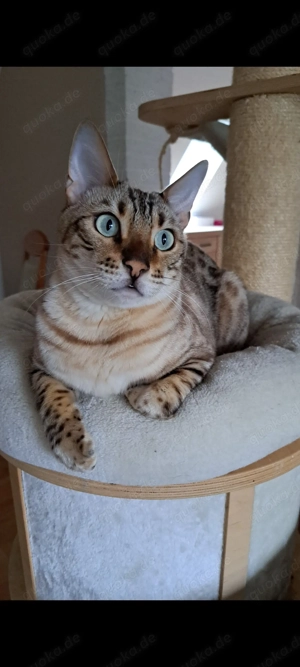 Bengalkatze und Siamkatze 2 Jahre suchen schönes Zuhause Bild 8
