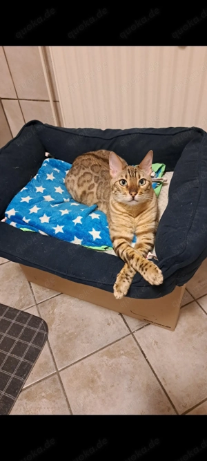 Bengalkatze und Siamkatze 2 Jahre suchen schönes Zuhause Bild 7