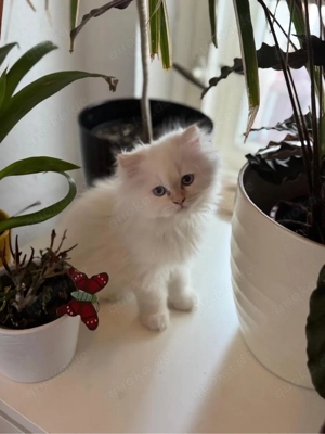 3 Monate Kitten in liebevolle Hände abzugeben.