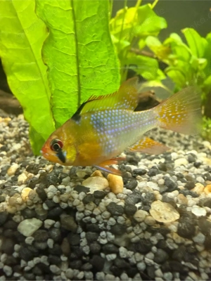 Schmetterlingsbuntbarsch (Ramirezi) Pärchen