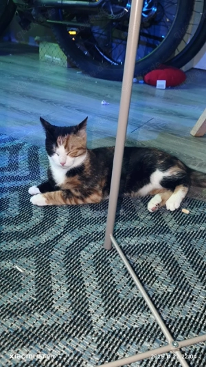 katze sucht neues Zuhause  Bild 2