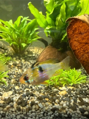 Schmetterlingsbuntbarsch (Ramirezi) Pärchen Bild 2