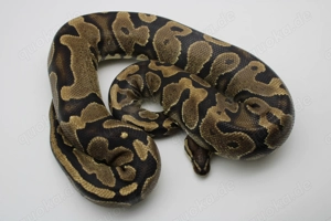 Adultes Königspython Weibchen "Gravel   Yellow Belly 100% het Piebald" 