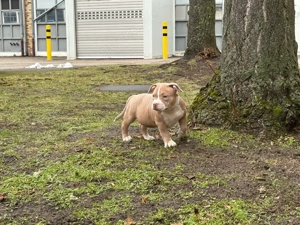 American Bully Welpen Abgabebereit !!!