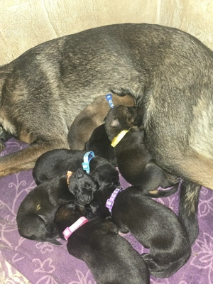 Labrador Hunde Welpen Mix 