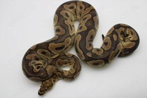 Adultes Königspython Weibchen "Clown" 