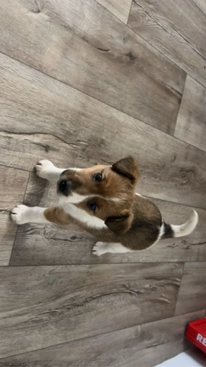 Foxterrier - Glatthaar 