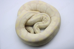 Adultes Königspython Weibchen "Lavender Albino"