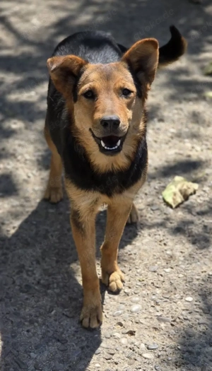 Die bezaubernde Kori sucht ein Zuhause oder eine Pflegestelle