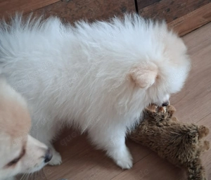 3 Pomeranian Welpen zu verkaufen Bild 8