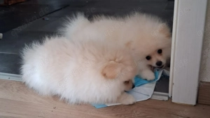 3 Pomeranian Welpen zu verkaufen Bild 9