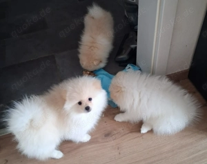 3 Pomeranian Welpen zu verkaufen Bild 3