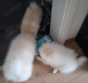 3 Pomeranian Welpen zu verkaufen Bild 7