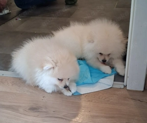 3 Pomeranian Welpen zu verkaufen Bild 10