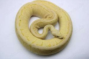 Adultes Königspython Weibchen "Lemon Blast Banana 100% het Piebald"