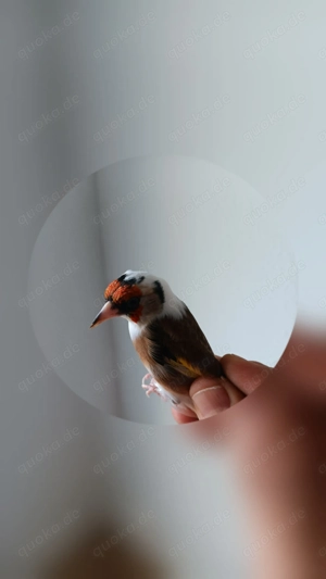 Stieglitz klein art Natur 0.1