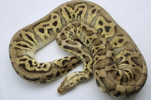 Adultes Königspython Weibchen "Super Pastel Crypton"