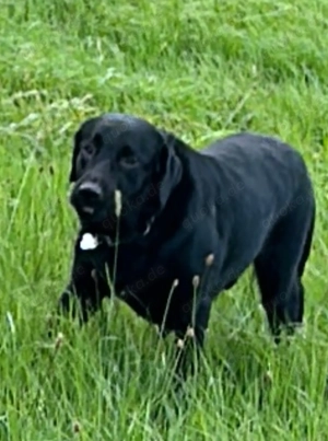 Labrador  sucht neues zuhause 