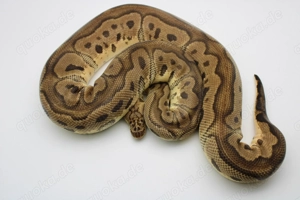 Adultes Königypython Weibchen "Pastel Clown 100% het Piebald"