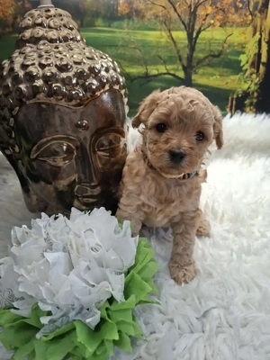 Yorkiepoo Yorkiedoodle Pudel 