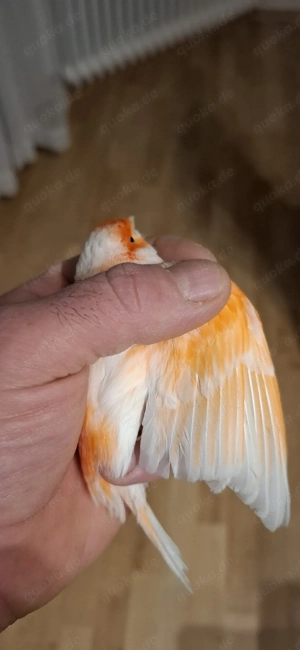 Rot Mosaik Kanarienvögel 