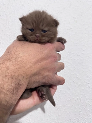 BKH Kitten Chocolate & Cinnamon   liebevoll aufgezogen   Berlin