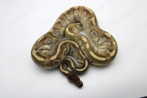 Adultes Königspython Männchen "Black Head Enchi Mojave"