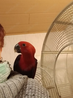 Biete Neuguinea Edelpapagei Henne 7Monate 