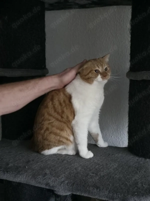 Mix Perser(1Jahr, männlich)