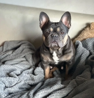 französische Bulldogge 